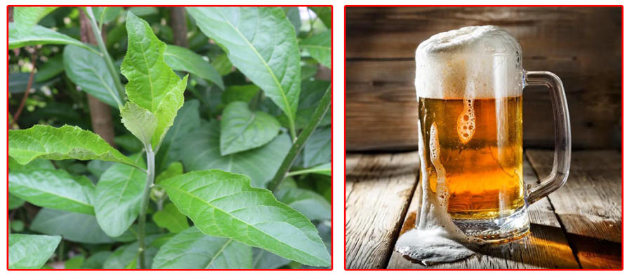 Bia hoặc rượu kết hợp với cây mật gấu chữa thoái hóa đốt sống cổ rất tốt